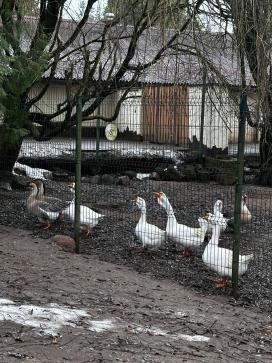 «ОГНИ НОВОГОДНЕГО МИНСКА» — фото-722_4