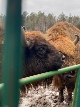 БОЛЬШОЕ РОЖДЕСТВЕНСКОЕ ПУТЕШЕСТВИЕ — фото-635_2