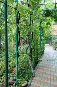 Гостевой дом «Ника» — фото-551_2